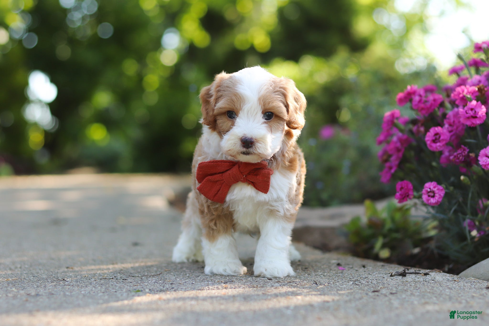 Cavapoo dogs for sale: Baxter - Ad 6
