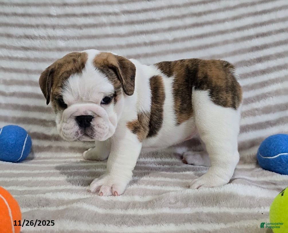 English Bulldog dogs Delilah - Ad 19
