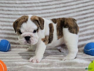 English Bulldog dogs Delilah - Ad 38