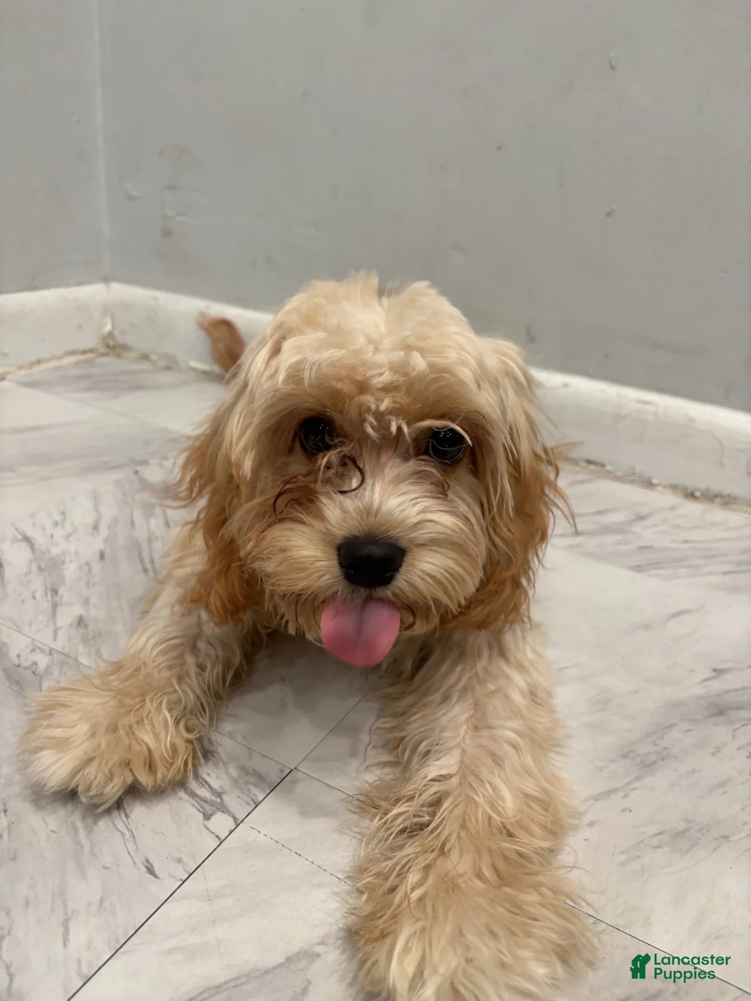Cavapoo dogs for sale: Mateo - Ad 4