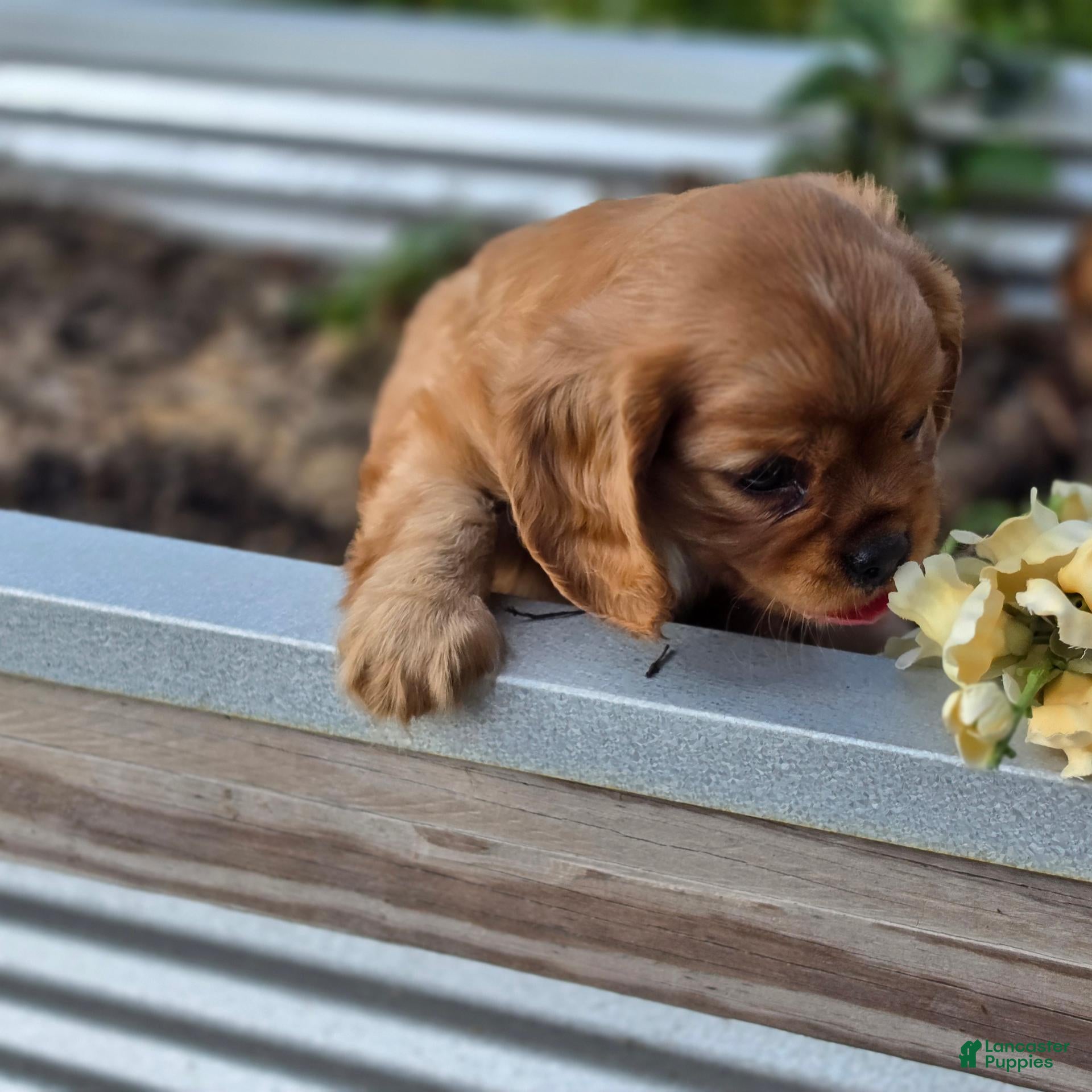 Cavalier King Charles Spaniel dogs Cavalier King Charles Spaniel 2 - Ad 2