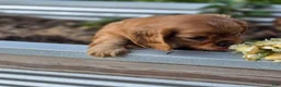 Cavalier King Charles Spaniel dogs for sale: Cavalier King Charles Spaniel 2 - Ad 1