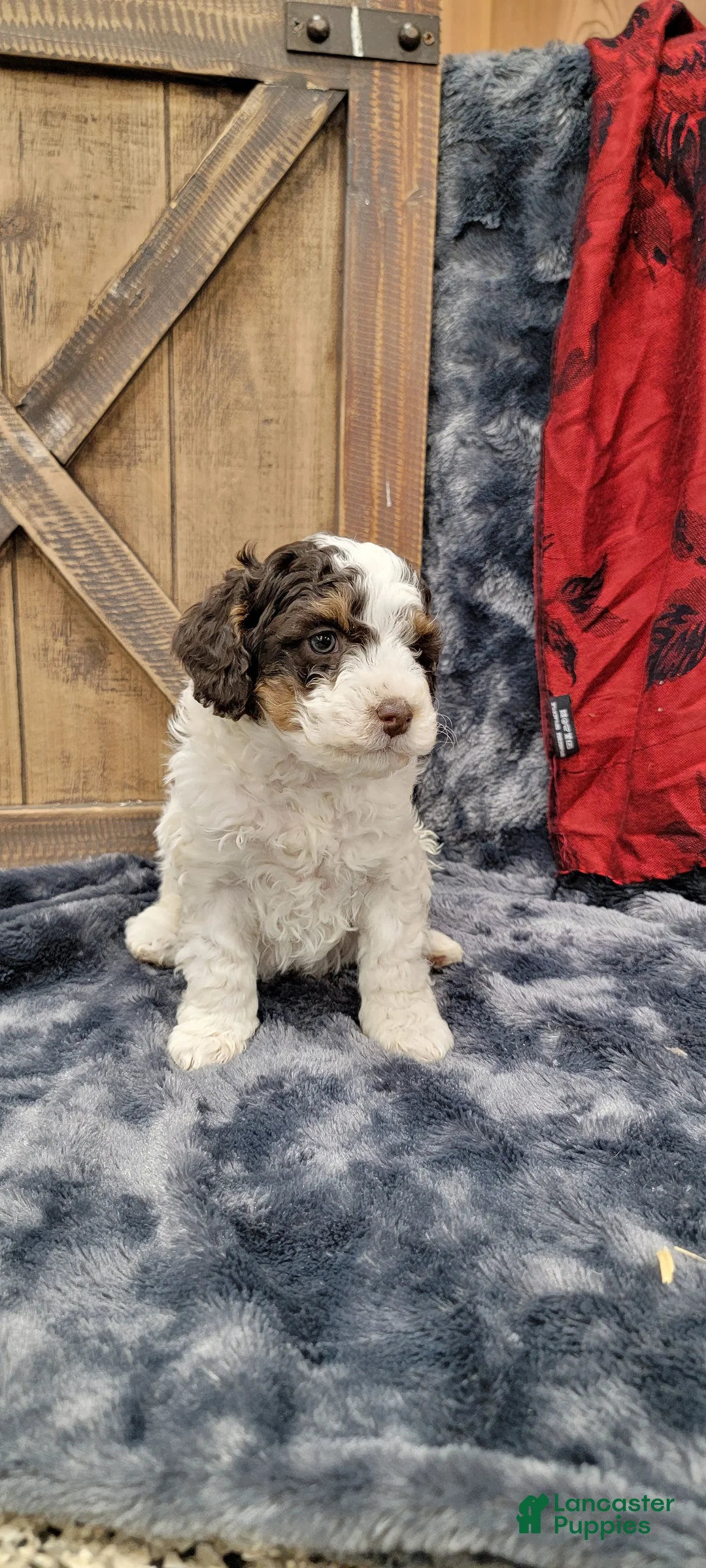 Cockapoo dogs for sale: Sonny - Ad 2