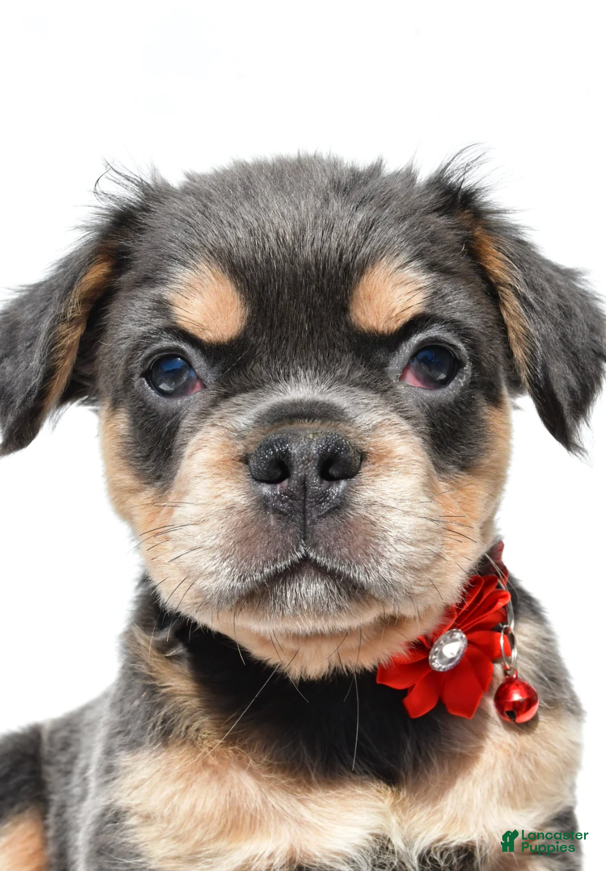 French Bulldog dogs Nikki - Ad 21