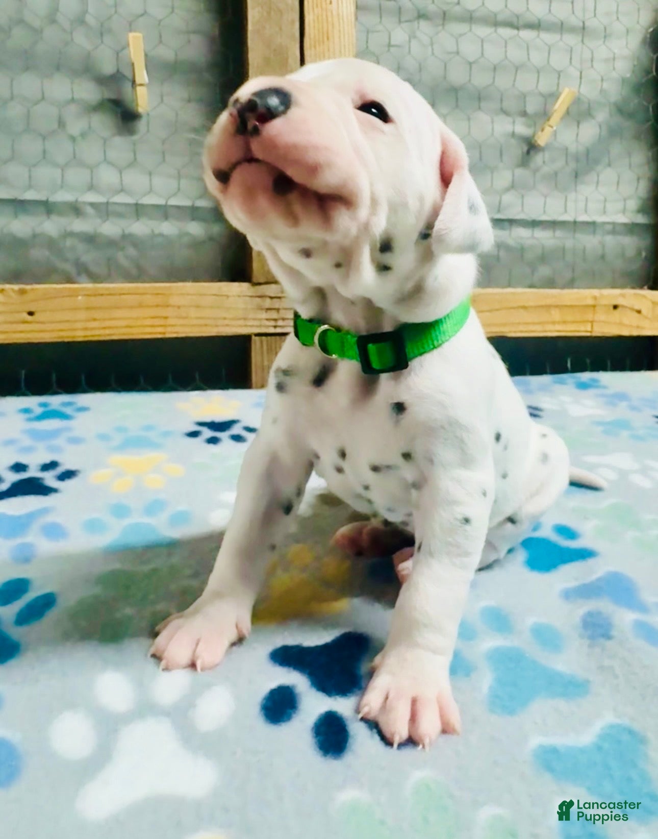 Dalmatian dogs Dalmatian Puppy Green Collar - Ad 24