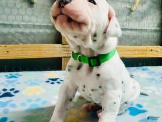 Dalmatian dogs Dalmatian Puppy Green Collar - Ad 24