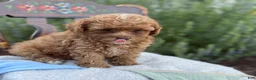 Toy Poodle dogs for sale: Blaze - Ad 4