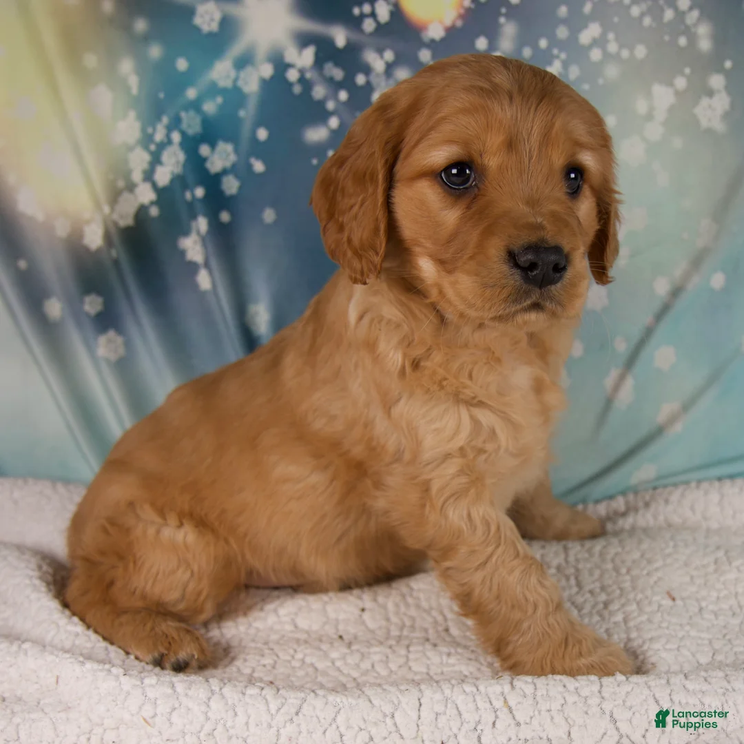 Mixed Breed dogs for sale: Jack - Ad 4