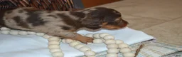 Dachshund dogs for sale: Sugar - Ad 5