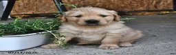Mixed Breed dogs for sale: Teddy - Ad 3