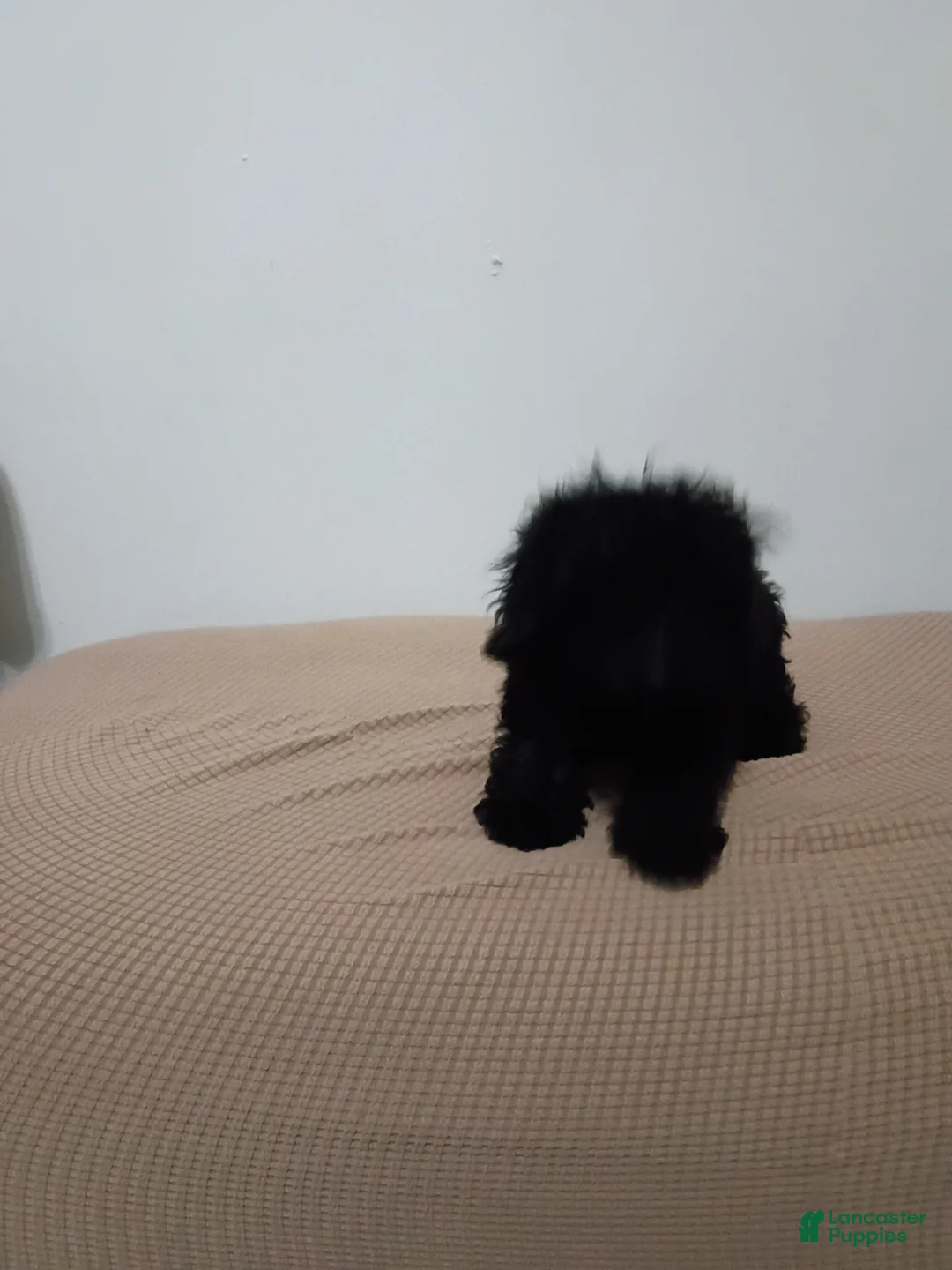 Miniature Poodle dogs for sale: Miniature Poodle 5 - Ad 2