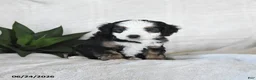 Bernedoodle dogs for sale: Astro - Ad 4