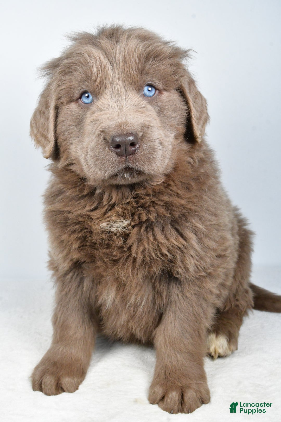 Newfoundland dogs for sale: Dallas - Ad 6