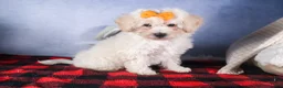 Bichon Frise dogs for sale: Darla - Ad 16