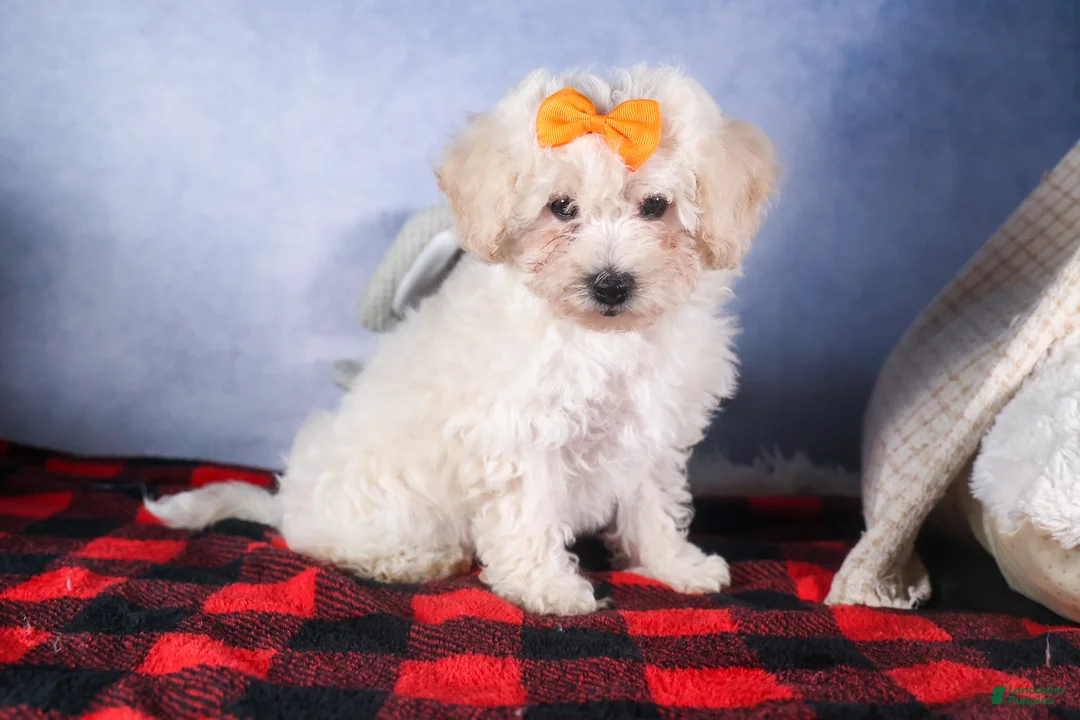 Bichon Frise dogs for sale: Darla - Ad 16
