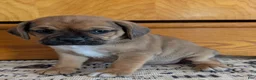 Puggle dogs for sale: Kenny  - Ad 10