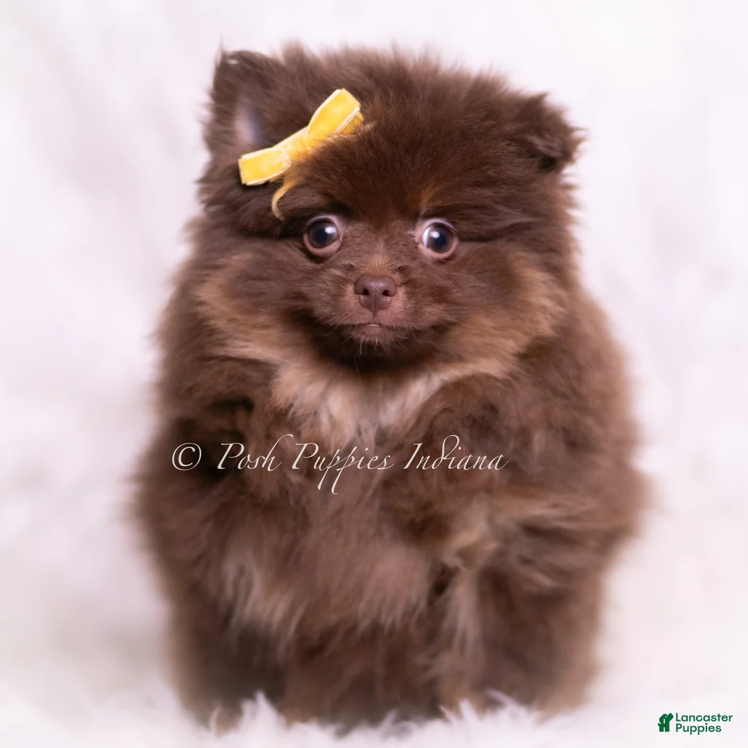 Pomeranian dogs for sale: Hershey - Ad 2