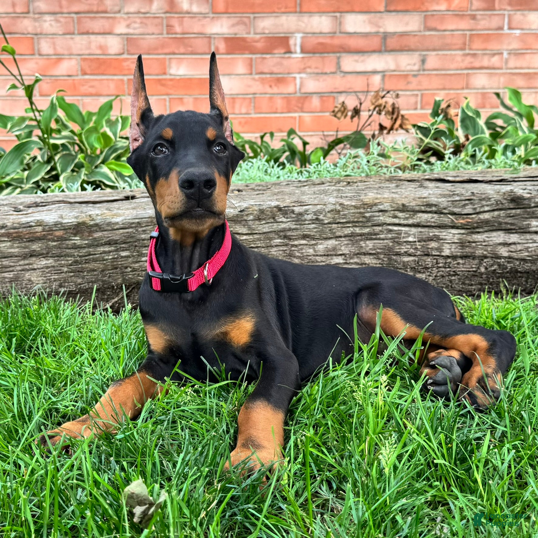 Doberman Pinscher dogs Achilles  - Ad 1