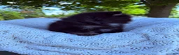 Pomeranian dogs for sale: Pomeranian 1 - Ad 6