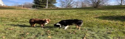 Miniature Australian Shepherd dogs for sale: Miniature Australian Shepherd Puppy 5 - Ad 10