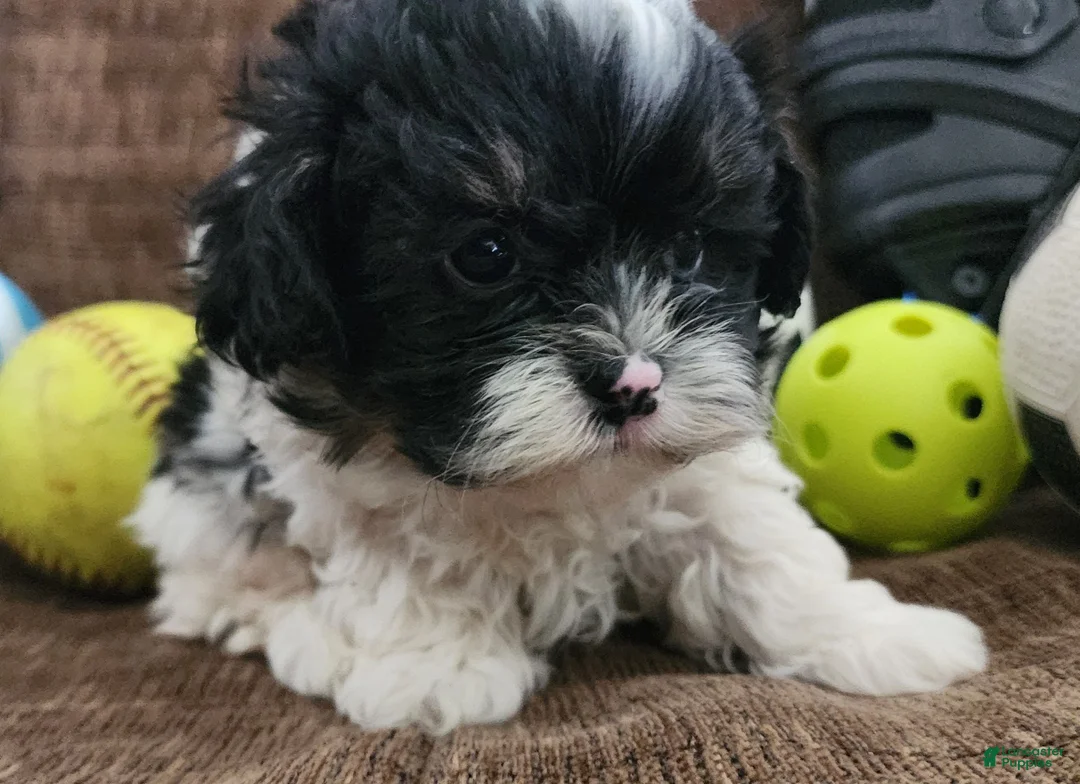 Shihpoo dogs for sale: IVAN  - Ad 2