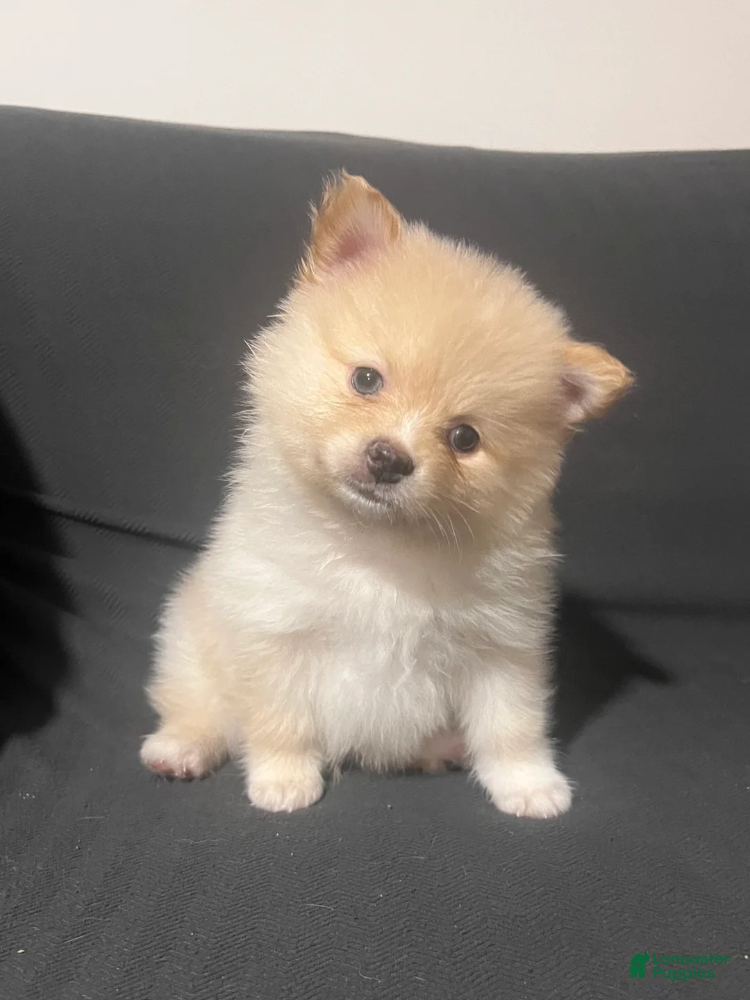 Pomeranian dogs for sale: Pomeranian Puppy 3 - Ad 2