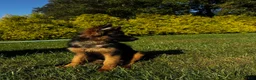German Shepherd dogs for sale: Baby Blue  - Ad 3