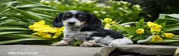 Miniature Dachshund dogs for sale: Oreo - Ad 3