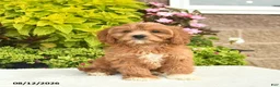 Cavapoo dogs for sale: Ike - Ad 2