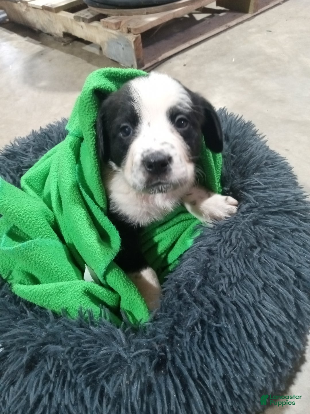 Mixed Breed dogs for sale: Caillou  - Ad 1