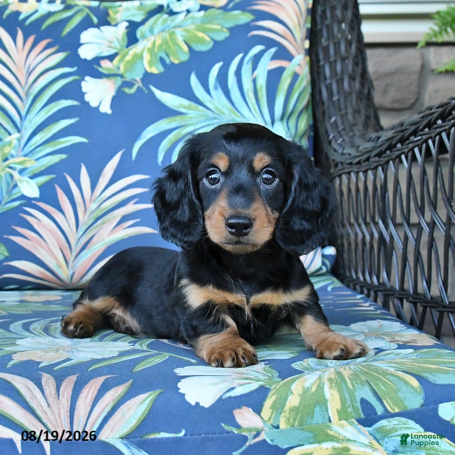 Miniature Dachshund dogs Rocky - Ad 2