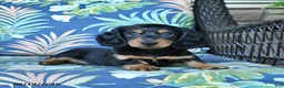Miniature Dachshund dogs for sale: Rocky - Ad 2