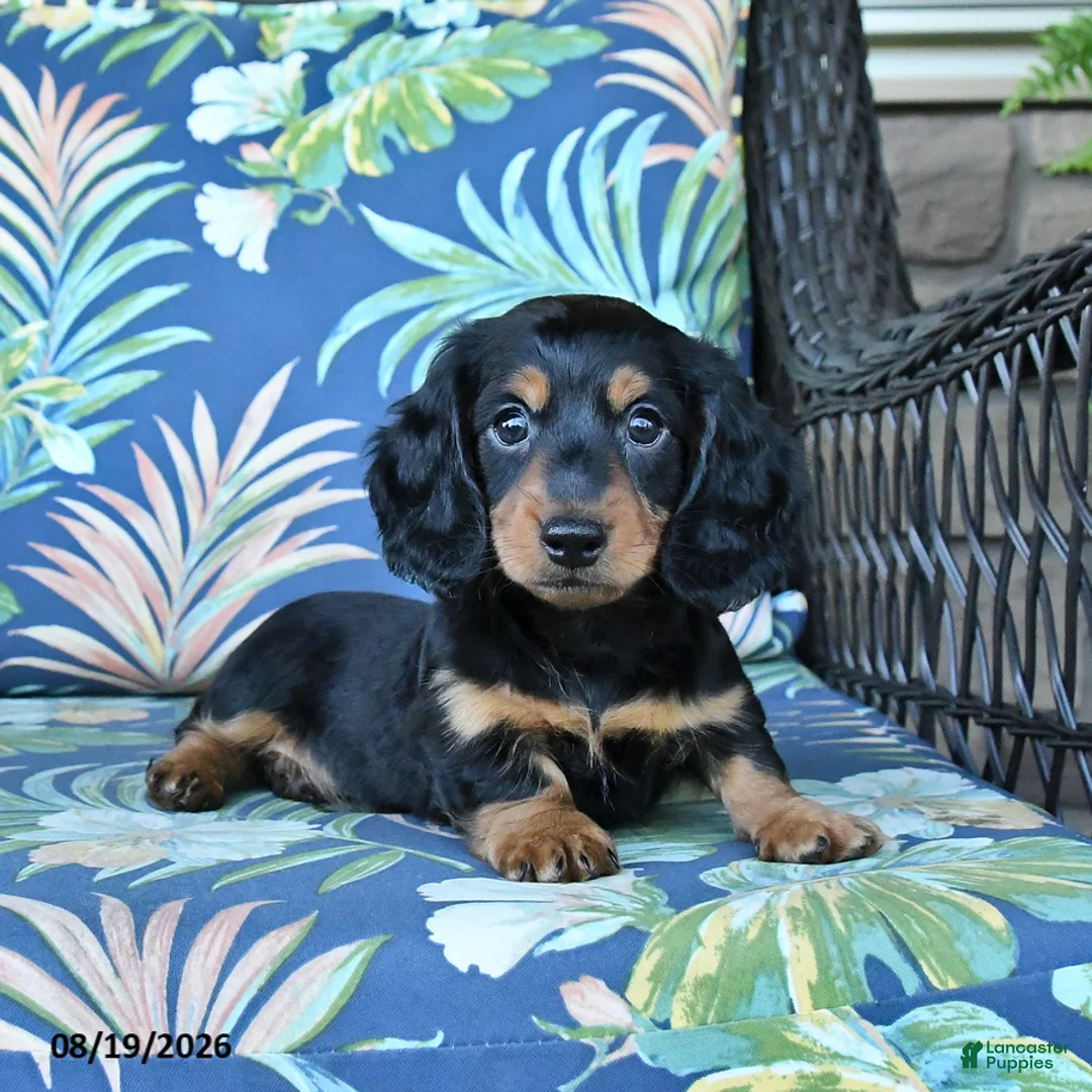 Miniature Dachshund dogs for sale: Rocky - Ad 2