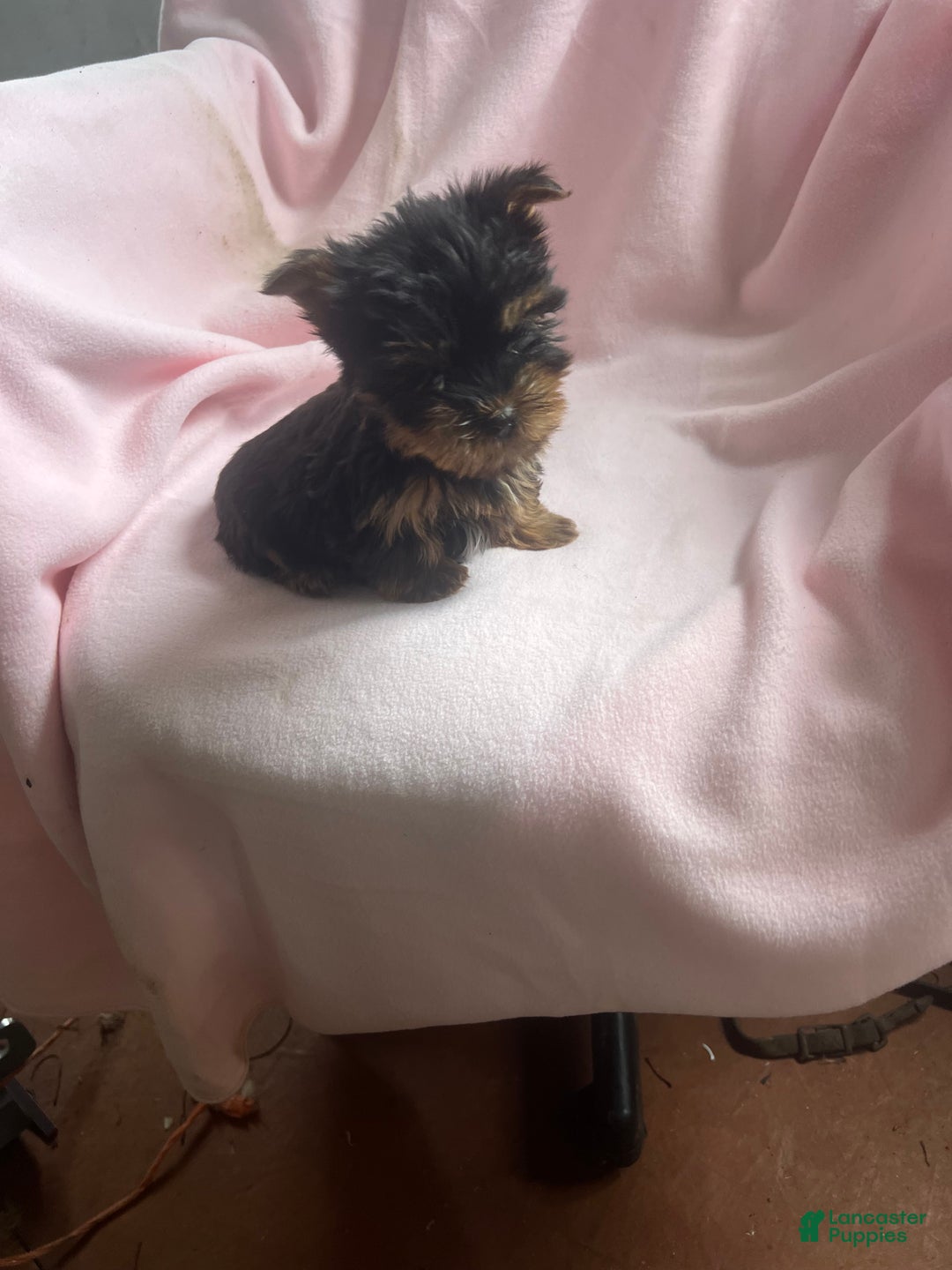 Yorkshire Terrier dogs for sale: Sally Sue - Ad 3