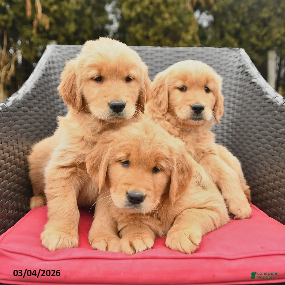 Golden Retriever dogs for sale: Hazel - Ad 3