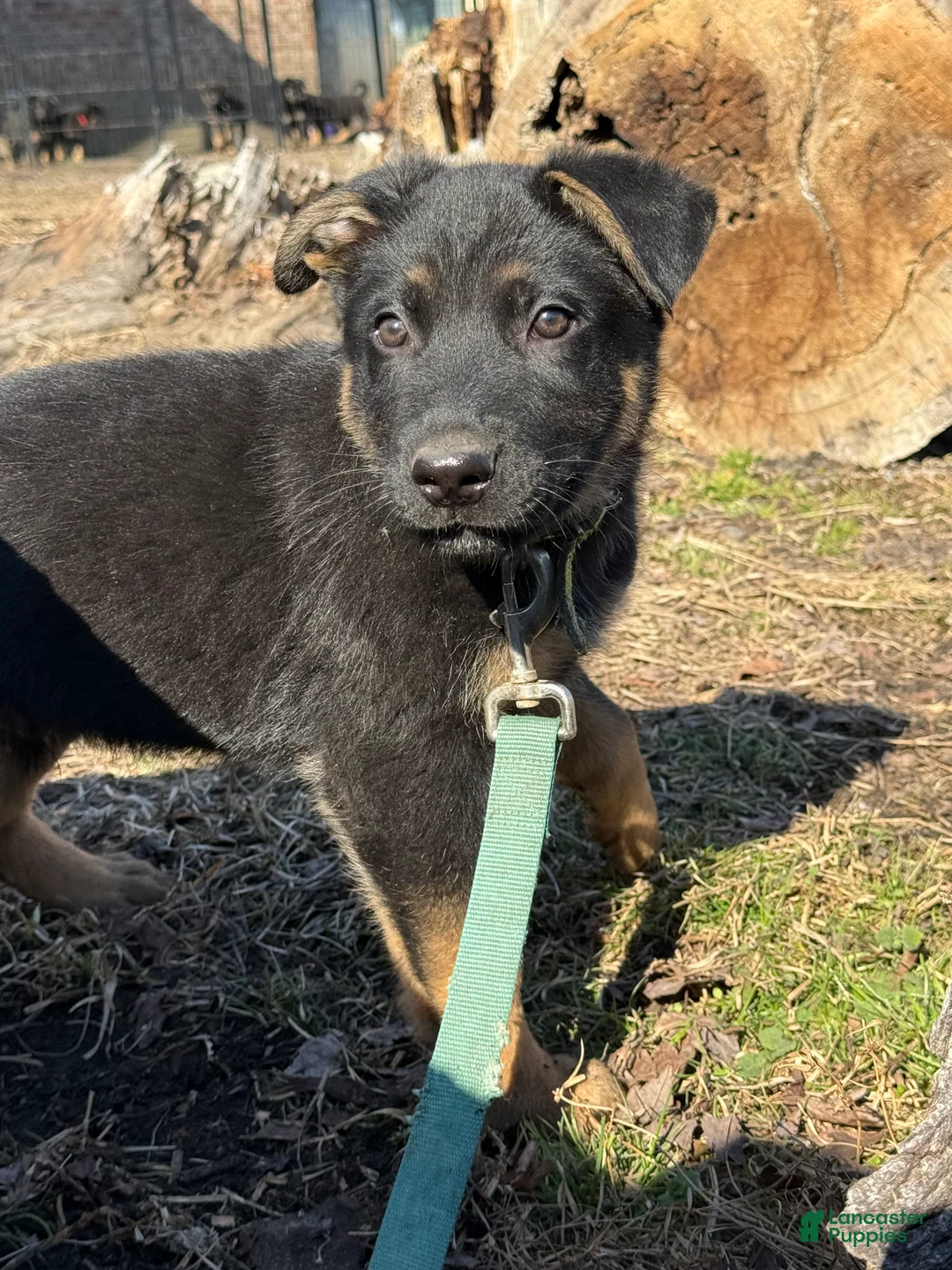 German Shepherd dogs for sale: Green - Ad 3