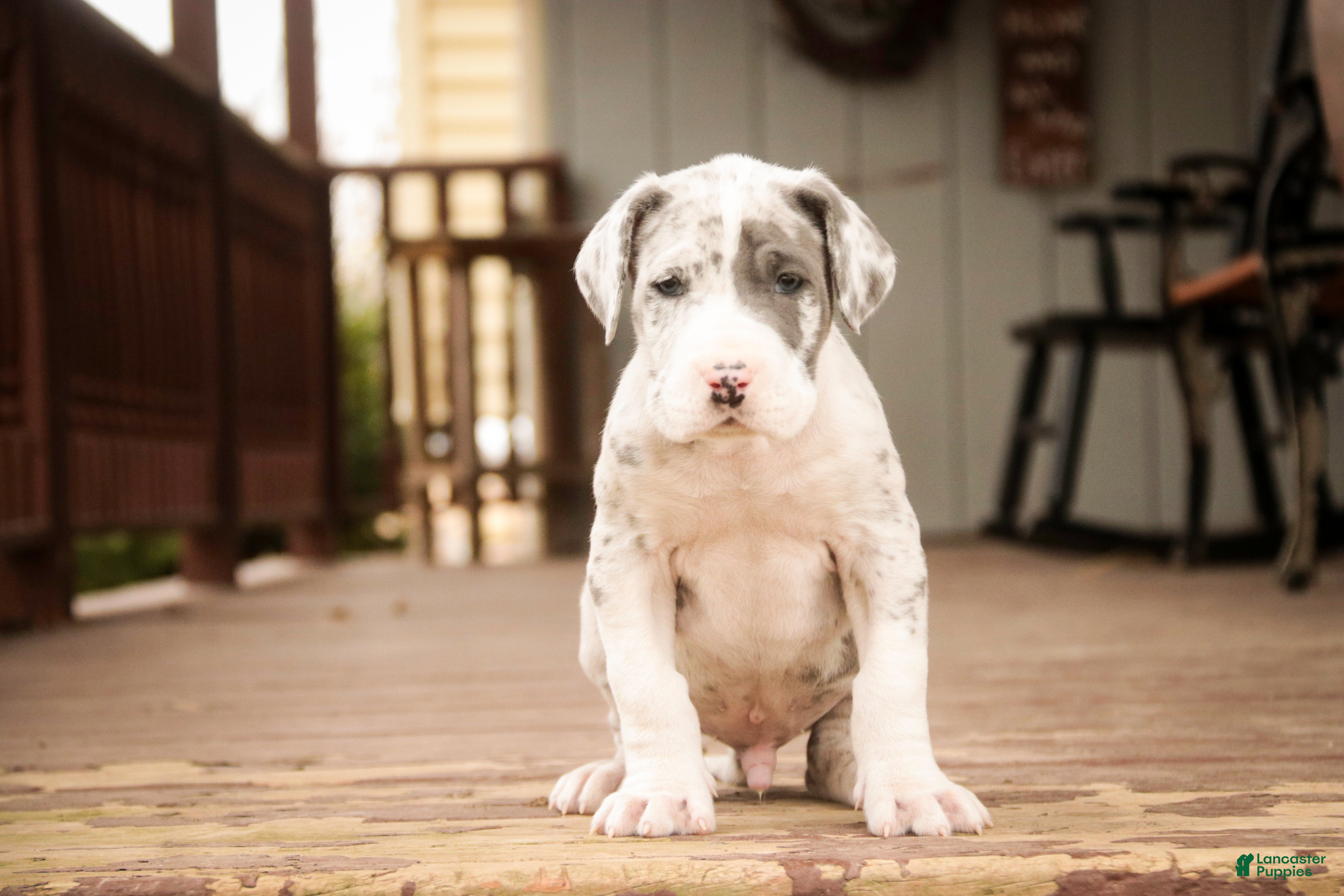 Great Dane dogs Winston - Ad 2