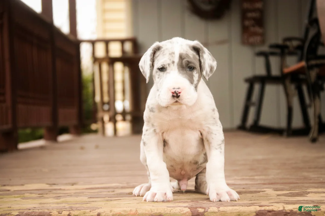 Great Dane dogs for sale: Winston - Ad 2