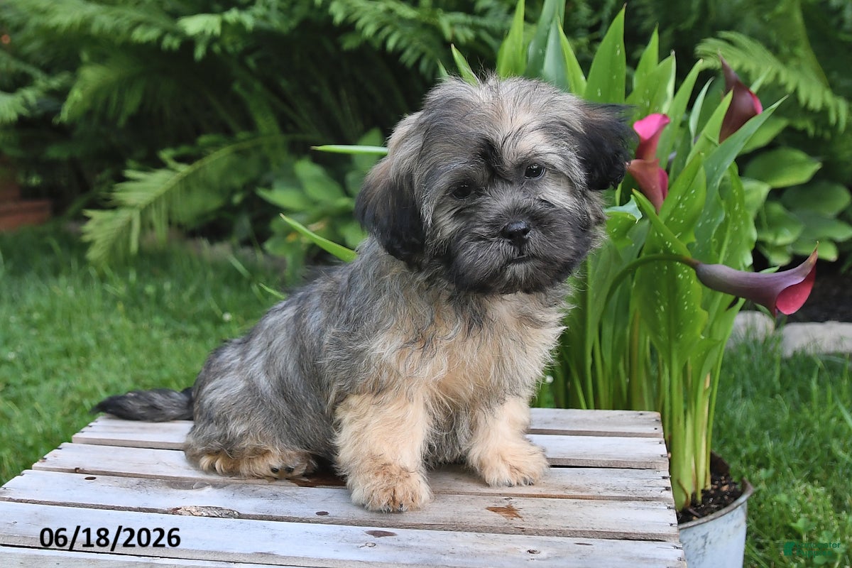 Teddy Bear dogs Cole - Ad 1