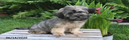 Teddy Bear dogs for sale: Cole - Ad 1