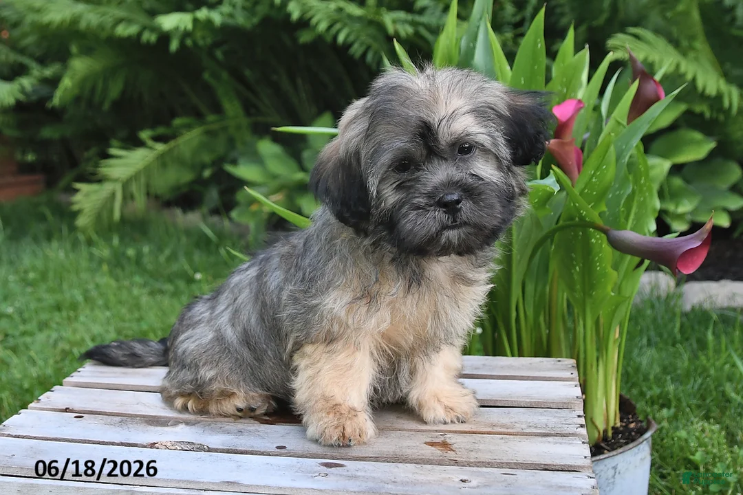 Teddy Bear dogs for sale: Cole - Ad 1