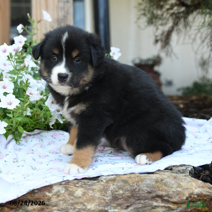 Miniature Australian Shepherd dogs Winston - Ad 1