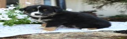 Miniature Australian Shepherd dogs for sale: Winston - Ad 1