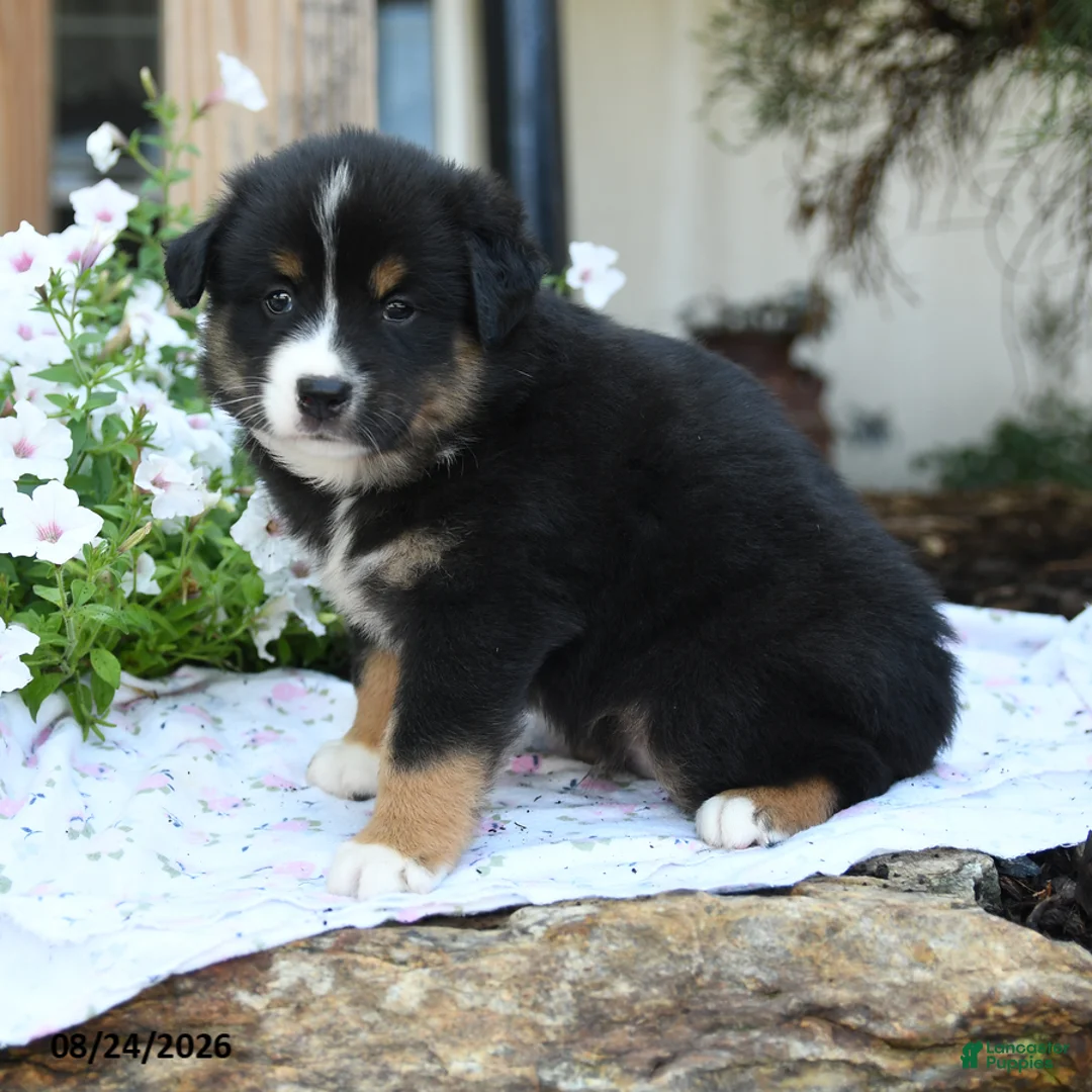 Miniature Australian Shepherd dogs for sale: Winston - Ad 1
