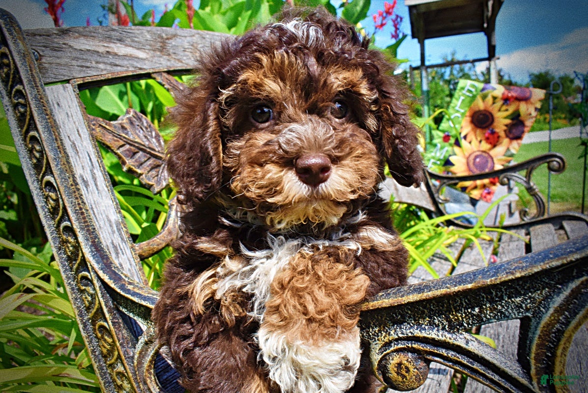 Havapoo dogs Vanity - Ad 2