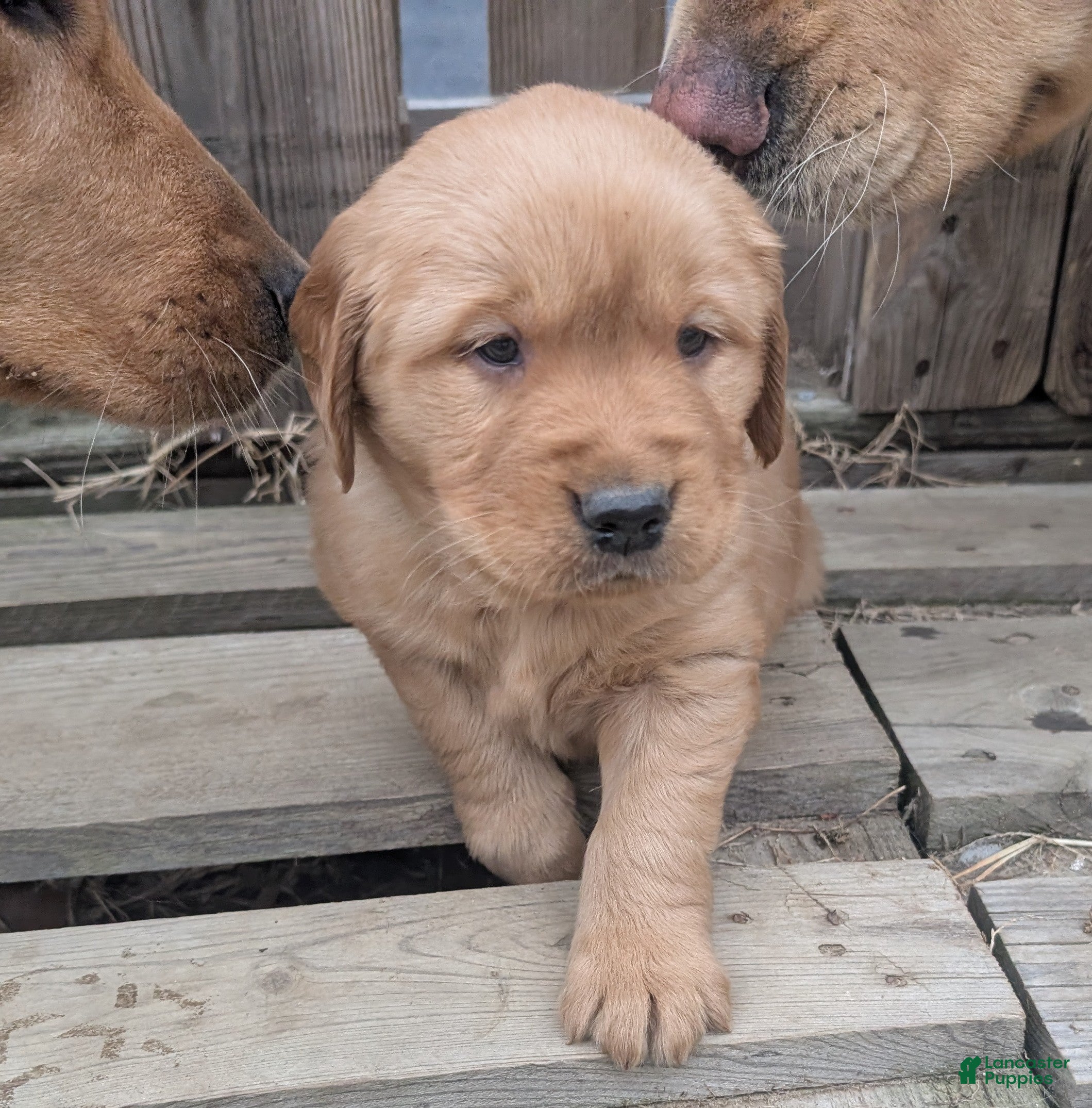 Golden Retriever dogs Max - Ad 9