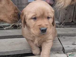 Golden Retriever dogs Max - Ad 25