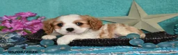 Cavalier King Charles Spaniel dogs for sale: Kody - Ad 4