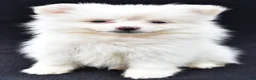 Pomeranian dogs for sale: Honey - Ad 8