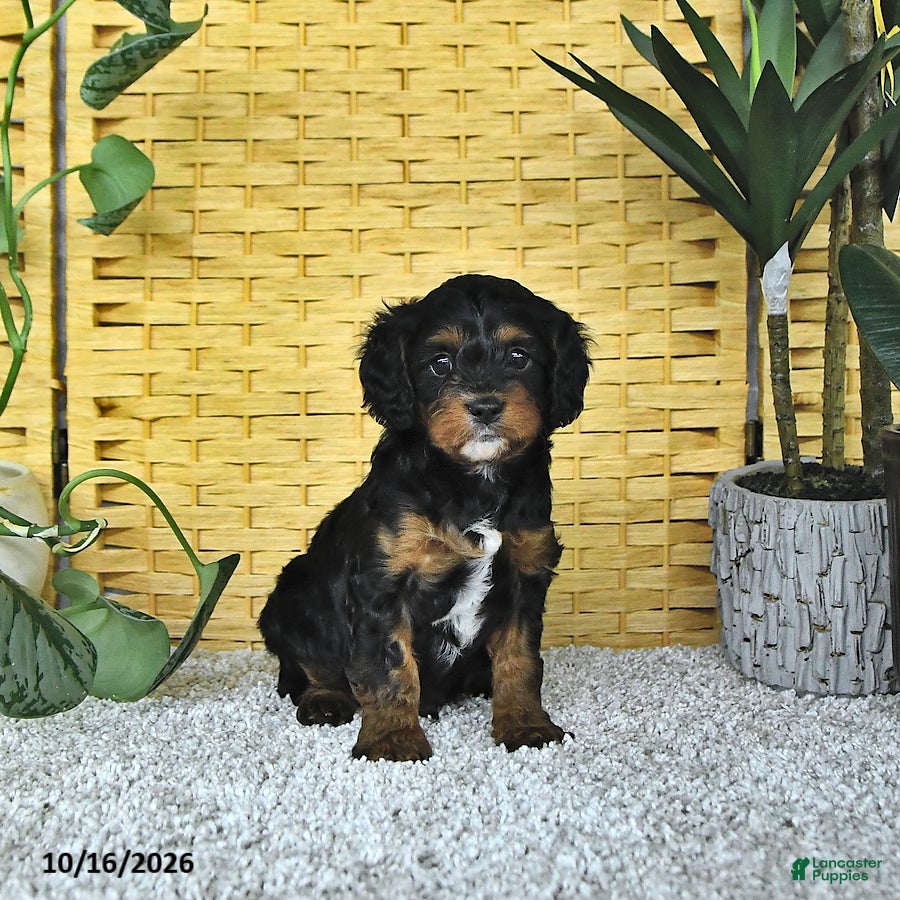 Cavapoo dogs for sale: Deacon - Ad 4